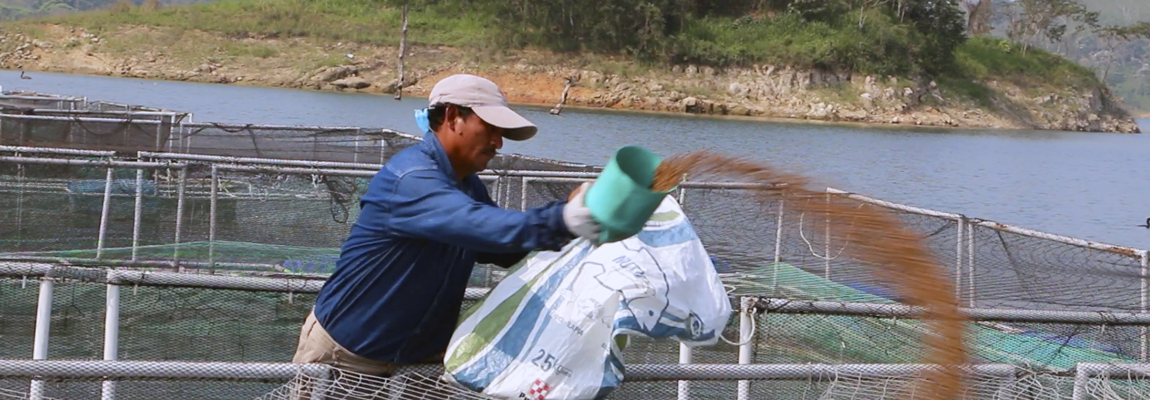 CUIDADO EN LA ALIMENTACION