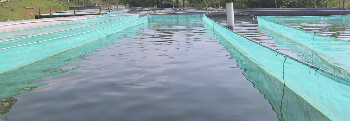 AGUAS PARA LA CRIANZA