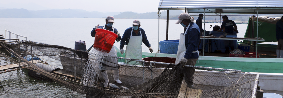 SE MANEJAN TRES TALLAS DE MOJARRA