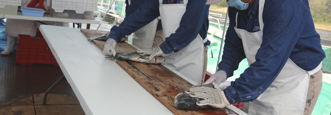 EMPAQUE Y TRANSPORTE