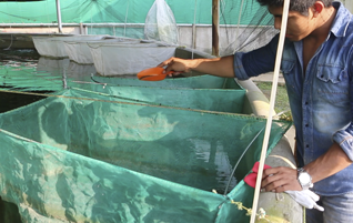 ALIMENTACION Y ENGORDA