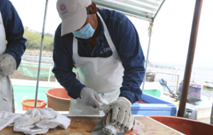 Proceso de fileteado